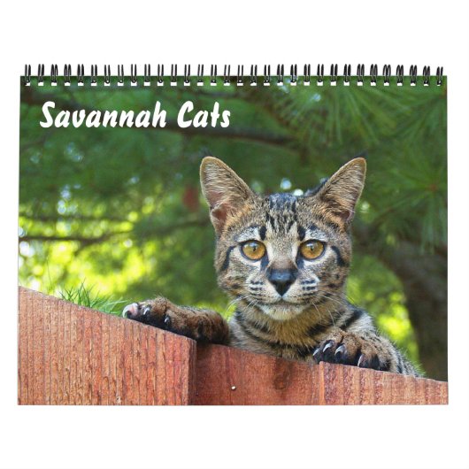 Serval Savannah Cat Calendar Kalender (Titelbild)
