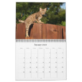 Serval Savannah Cat Calendar Kalender (Jan 2026)