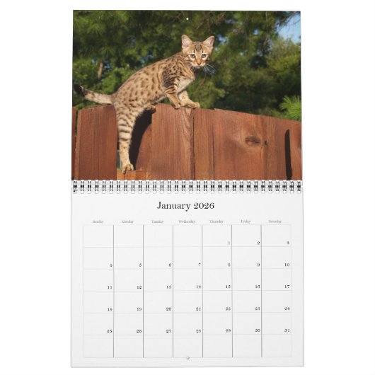 Serval Savannah Cat Calendar Kalender (Jan 2026)