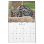 Serval Savannah Cat Calendar Kalender (Mär 2027)