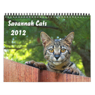 Katze Kalender Zazzle De