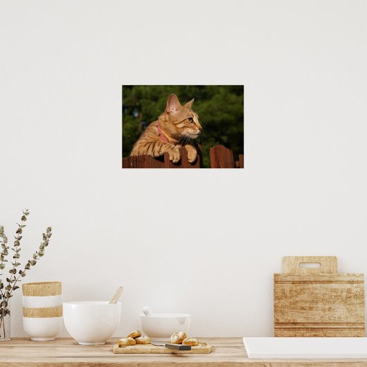 Serval Savannah Kitten USA Canvas Print Poster (Küche)