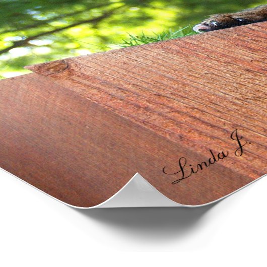 Serval Savannah Kitten USA Canvas Print Poster (Ecke)