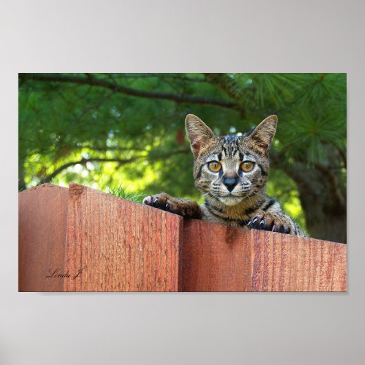 Serval Savannah Kitten USA Canvas Print Poster (Vorne)