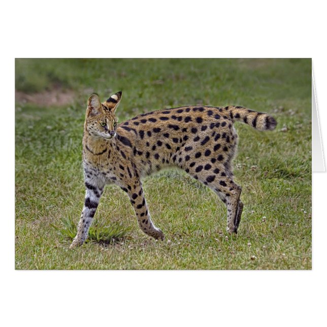 Serval-wilde afrikanische Katze (Vorderseite (Horizontal))