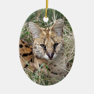 Servalkatzen Geschenke Zazzle De