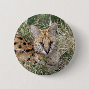 Servalkatze, die sich im Gras entspannt Button