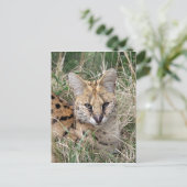 Servalkatze, die sich im Gras entspannt Postkarte (Stehend Vorderseite)