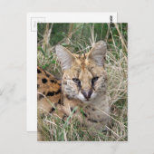 Servalkatze, die sich im Gras entspannt Postkarte (Vorne/Hinten)