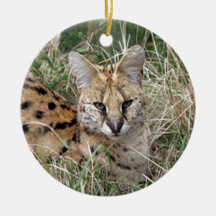 Servalkatze entspannt sich im Gras Keramik Ornament