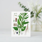 Sesame Postkarte (Stehend Vorderseite)