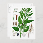 Sesame Postkarte (Vorne/Hinten)