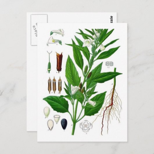 Sesame Postkarte (Vorne/Hinten)