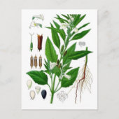 Sesame Postkarte (Vorderseite)