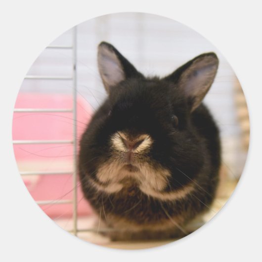 Sesame the Bunny Runder Aufkleber (Vorderseite)