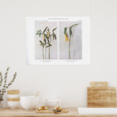 Sesesesharte Bellkraut - Uvularia sessilifolia Poster (Küche)