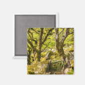Sessile Eichen und Moos im Wald von Wistman Magnet (Vorderseite/Rückseite)
