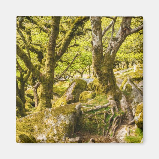 Sessile Eichen und Moos im Wald von Wistman Magnet (Vorne)