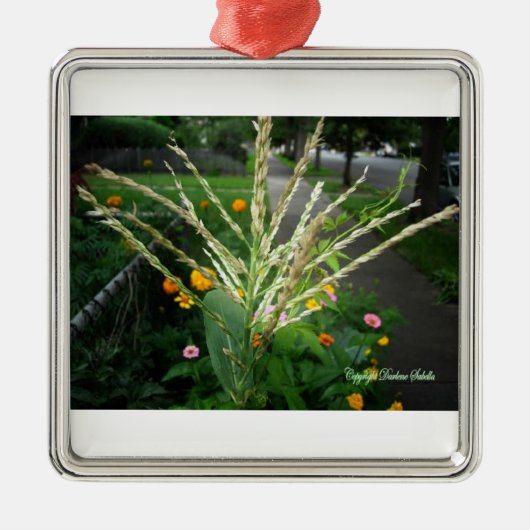 Set der Weihnachtsflora Silbernes Ornament (Vorne)