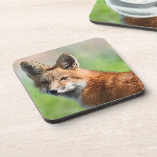 Set von 6 Fox-Untersetzer Getränkeuntersetzer (Linke Seite)