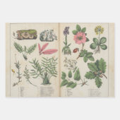 Set von drei antiken botanischen Kunstdrucken Geschenkpapier Set (Vorderseite 2)