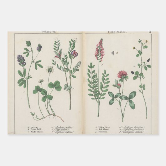 Set von drei antiken botanischen Kunstdrucken Geschenkpapier Set (Vorderseite)