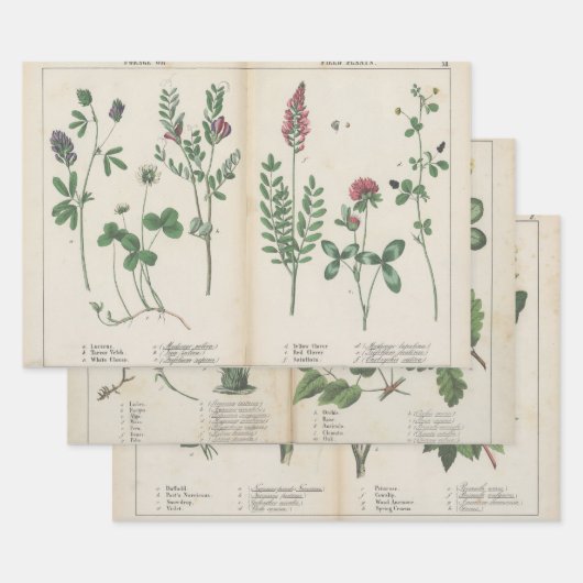 Set von drei antiken botanischen Kunstdrucken Geschenkpapier Set (Set)