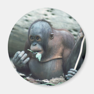 Set wild lebender Tier- und Pflanzenarten - Primat Magnet