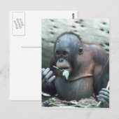 Set wild lebender Tier- und Pflanzenarten - Primat Postkarte (Vorne/Hinten)