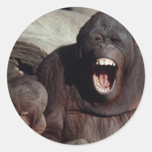 Set wild lebender Tier- und Pflanzenarten - Primat Runder Aufkleber