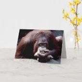 Set wild lebender Tiere - Primate 10 Karte (Gelbe Blume)