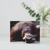 Set wild lebender Tiere - Primate 10 Postkarte (Stehend Vorderseite)