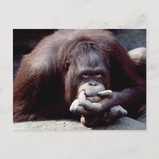 Set wild lebender Tiere - Primate 10 Postkarte (Vorderseite)
