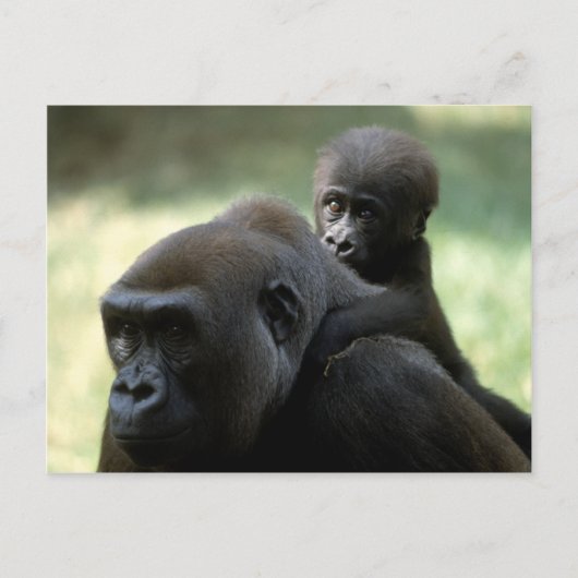 Set wild lebender Tiere - Primate 11 Postkarte (Vorderseite)