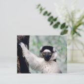 Set wild lebender Tiere - Primate 12 Postkarte (Stehend Vorderseite)