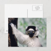 Set wild lebender Tiere - Primate 12 Postkarte (Vorne/Hinten)