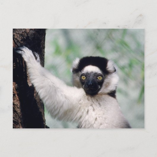 Set wild lebender Tiere - Primate 12 Postkarte (Vorderseite)