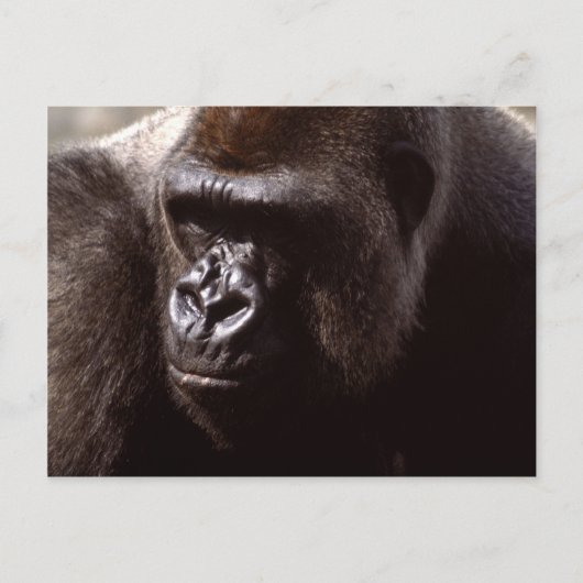 Set wild lebender Tiere - Primate 13 Postkarte (Vorderseite)