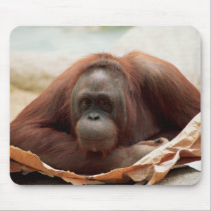Set wild lebender Tiere - Primate 7 Mousepad