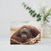 Set wild lebender Tiere - Primate 7 Postkarte (Stehend Vorderseite)