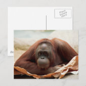 Set wild lebender Tiere - Primate 7 Postkarte (Vorne/Hinten)