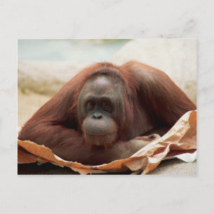 Set wild lebender Tiere - Primate 7 Postkarte