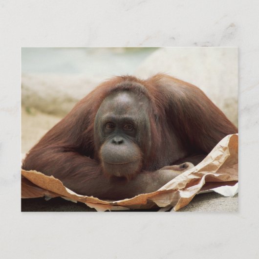 Set wild lebender Tiere - Primate 7 Postkarte (Vorderseite)