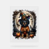 Setter Dog Halloween Square Acrylschild (Vorderseite)