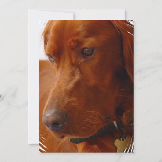 Setter-Einladung Einladung (Vorderseite)