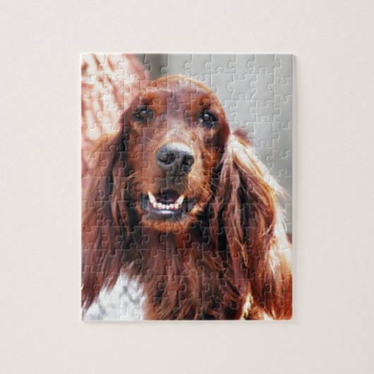 Setter-Hund Puzzle (Vertikal)
