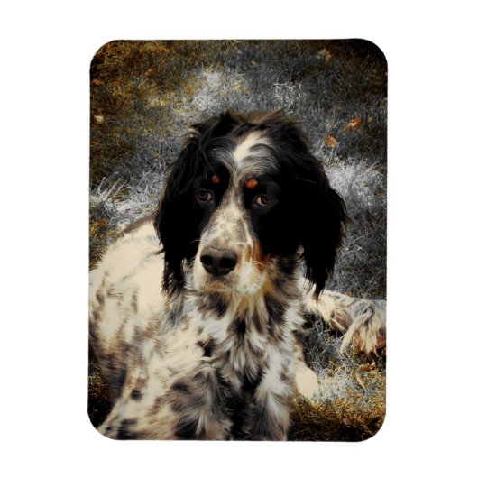 Setter Liebe Foto Magnet (Vertikal)
