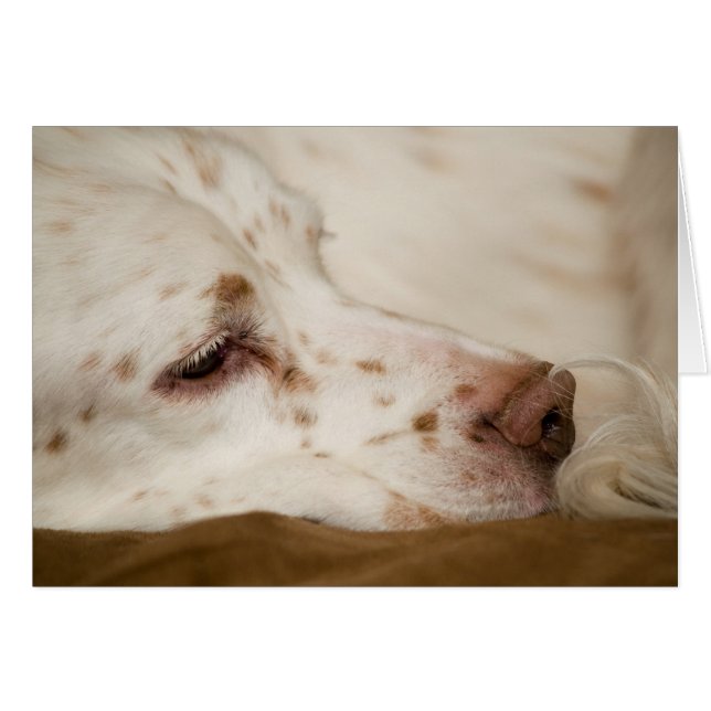 Setter Zen (Vorderseite (Horizontal))