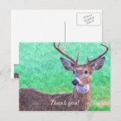 Seven Point Buck Painterly Danke Postcard Postkarte (Vorne/Hinten)