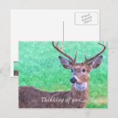 Seven Point Buck Painterly Denken Sie Postkarte (Vorne/Hinten)